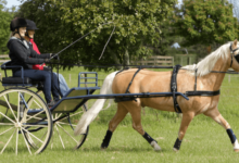 What are the different events in a rodeo?