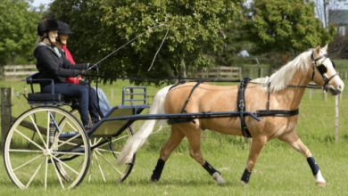 What are the different events in a rodeo?