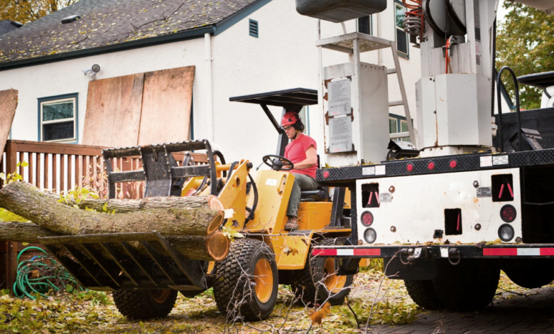 How Tree Removal Boosts Property Value Before Selling