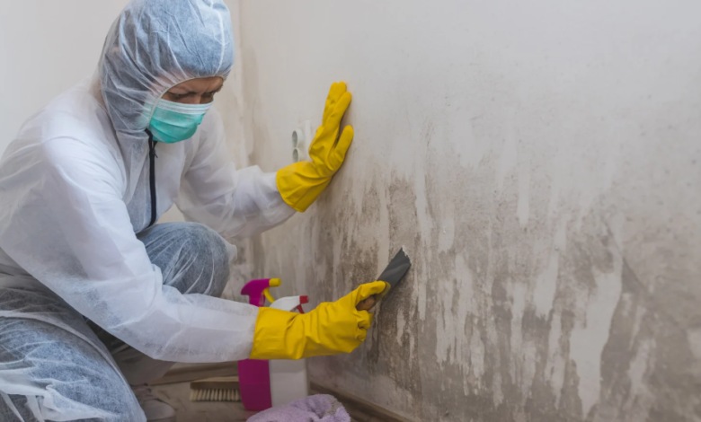 Why DIY Mold Removal is Risky and Should Be Left to Experts