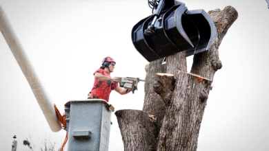 Tree Removal and Safety: Why Timing Matters More Than You Think