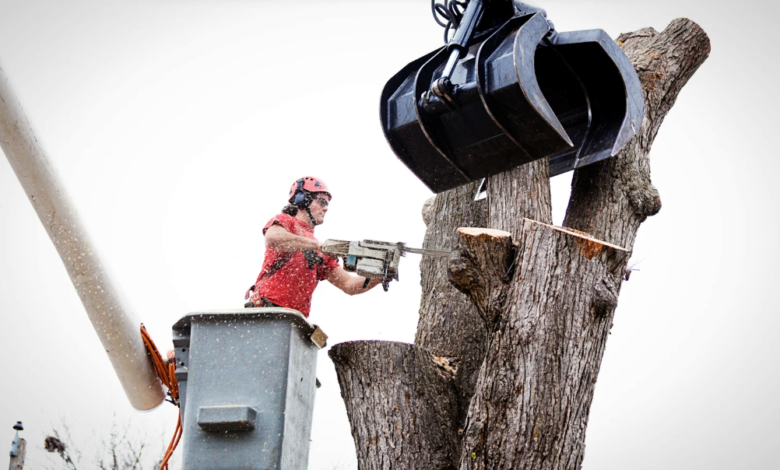 Tree Removal and Safety: Why Timing Matters More Than You Think