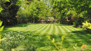 The Benefits of Regular Professional Lawn Care