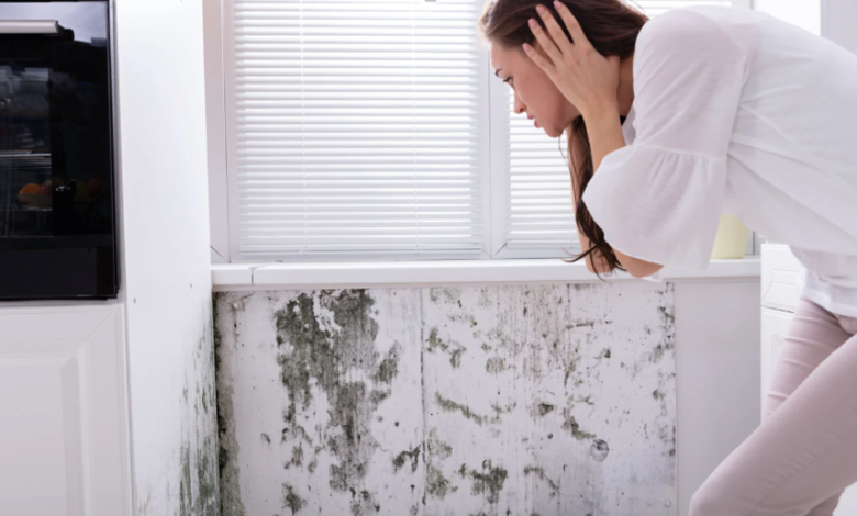 The Importance of Early Mold Detection and Prevention Strategies