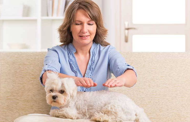 How Dogs Enhance Healing Through Occupational Therapy Programs