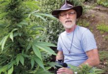 The Green Revolution in Dispensary Cannabis